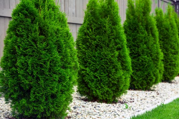 Arborvitae Planting in Lawrenceville