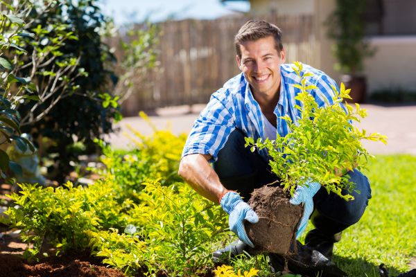Bush Planting Service in Lawrenceville