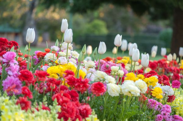 Gardening Service in Lawrenceville
