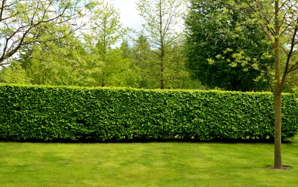 Hedge Planting in Lawrenceville