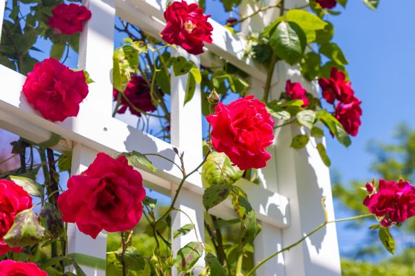 Home Gardening Service in Lawrenceville