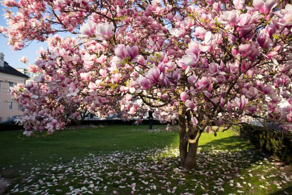 Magnolia Tree Planting in Lawrenceville