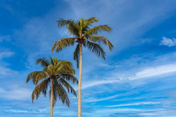 Palm Tree Planting in Lawrenceville
