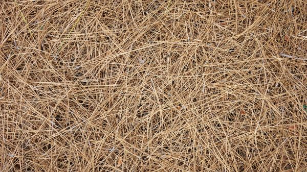 Pine Needles Delivery in Lawrenceville