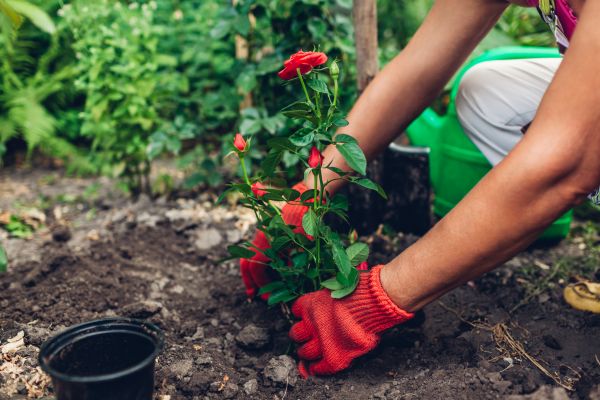 Planting Service in Lawrenceville