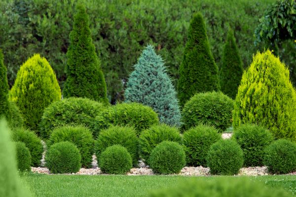 Shrub Replacement in Lawrenceville