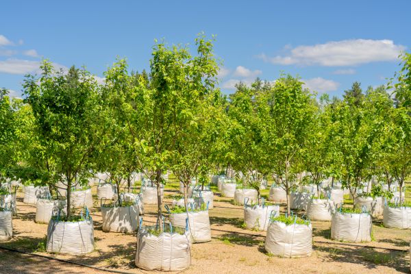 Tree Planting Service in Lawrenceville
