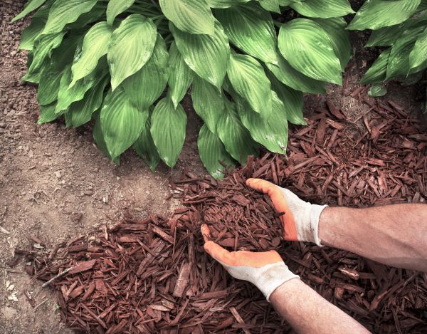 Shredded Mulch Service in Lawrenceville