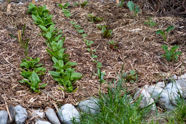 Mulch Service in Lawrenceville