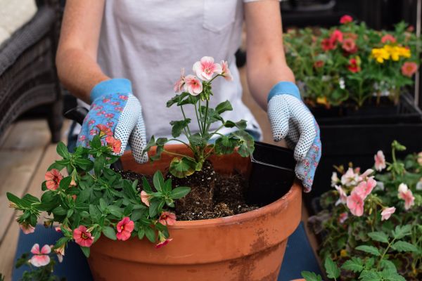 Plant Care Service in Lawrenceville