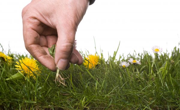 Lawn Weeding in Lawrenceville