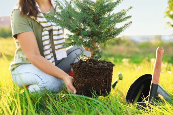 Spruce Tree Planting in Lawrenceville