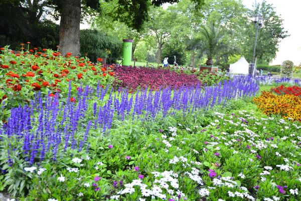Perennials Planting in Lawrenceville