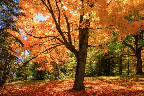 Maple Tree Planting in Lawrenceville