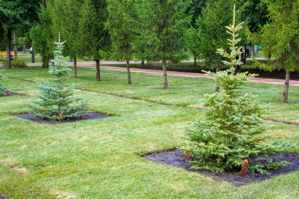 Privacy Trees Planting in Lawrenceville