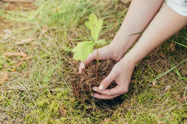 Oak Tree Planting in Lawrenceville