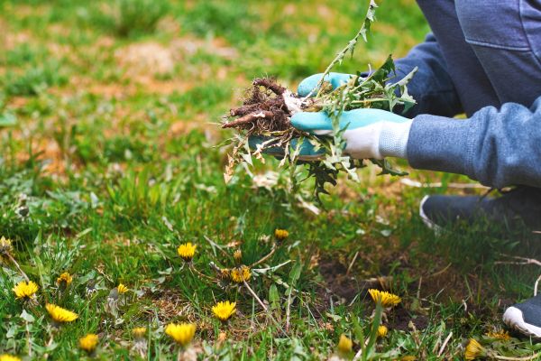 Flower Bed Clearing in Lawrenceville