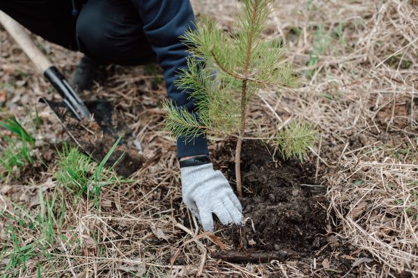 Pine Tree Planting in Lawrenceville