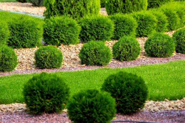 Bush Replacement in Lawrenceville