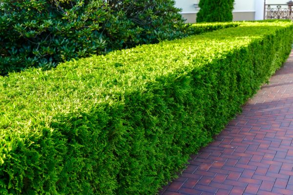 Hedge Installation in Lawrenceville