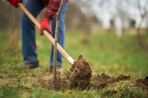 Trees Planting in Lawrenceville