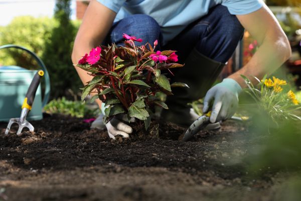 Plant Replacement in Lawrenceville