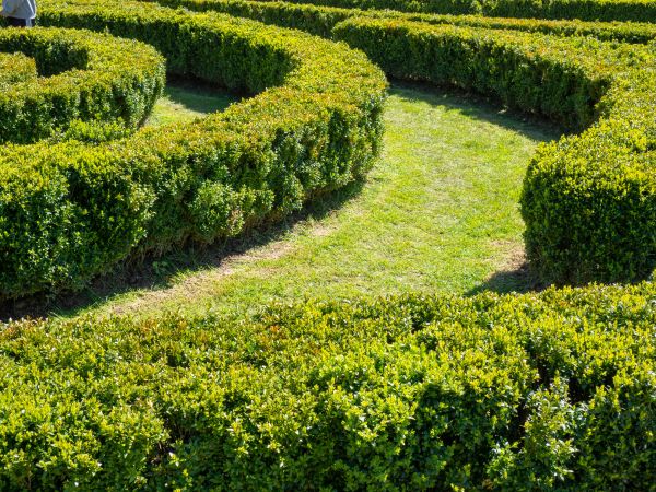 Bush Landscaping in Lawrenceville