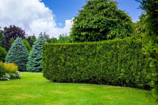 Hedge Landscaping in Lawrenceville
