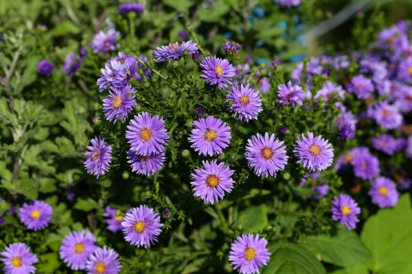 Perennial Flower Planting in Lawrenceville