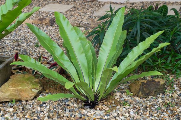 Pea Gravel Installation in Lawrenceville