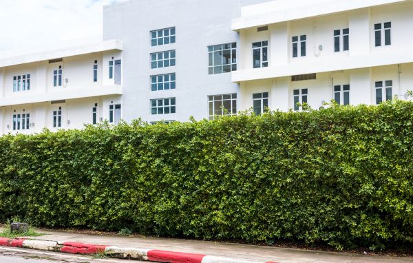 Privacy Landscaping in Lawrenceville