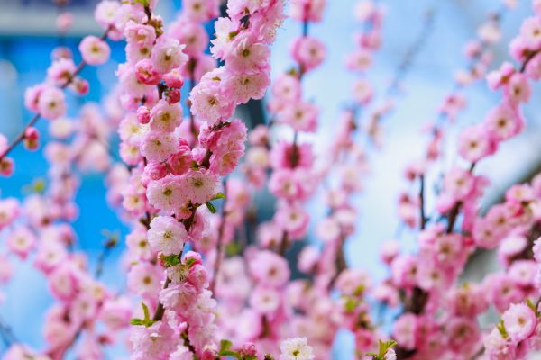 Japanese Cherry Tree Planting in Lawrenceville