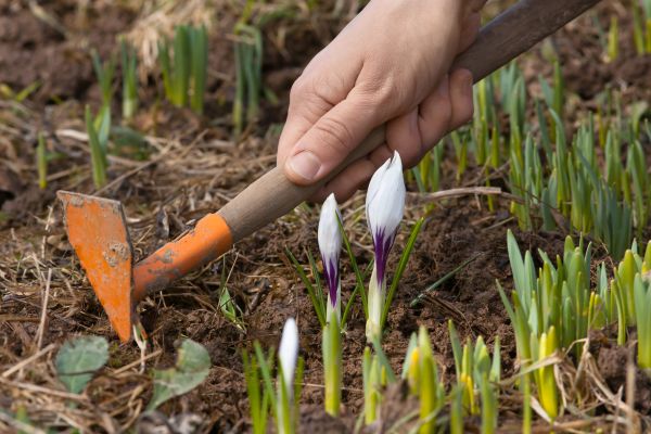 Flower Garden Weeding in Lawrenceville