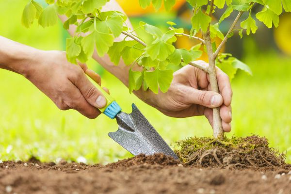 Fruit Tree Planting in Lawrenceville