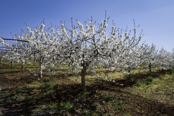 Orchard Planting in Lawrenceville