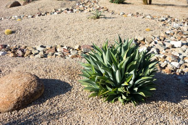 Xeriscaping Service in Lawrenceville