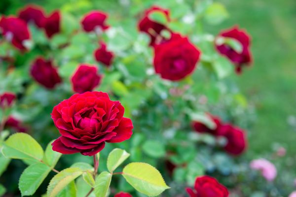 Rose Planting in Lawrenceville