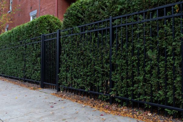 Privacy Hedge Installation in Lawrenceville