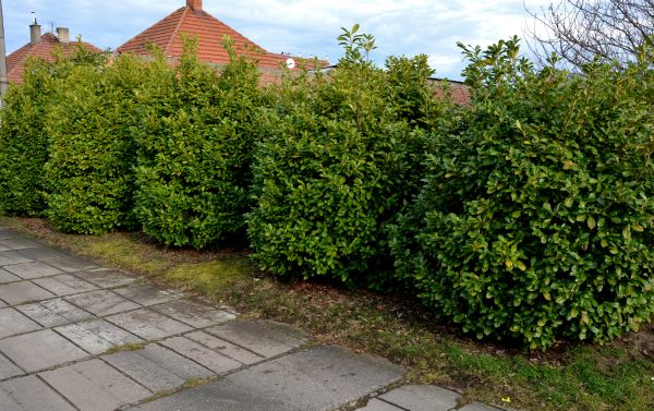 Privacy Shrub Installation in Lawrenceville