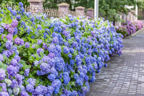 Hydrangea Landscaping in Lawrenceville