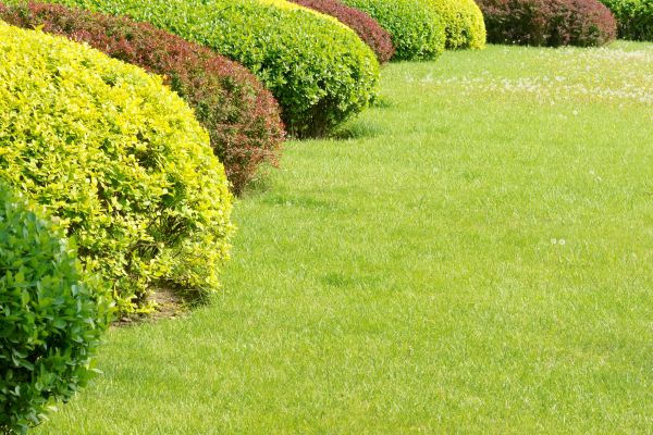 Shrubbery Planting in Lawrenceville