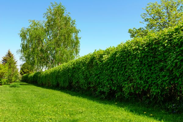 Hedge Replacement in Lawrenceville