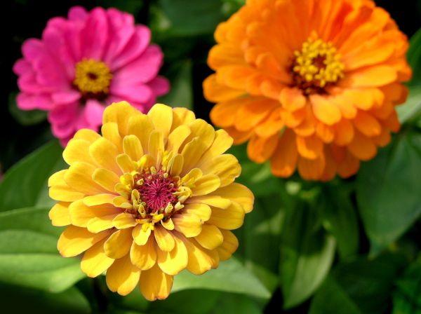 Zinnia Planting in Lawrenceville