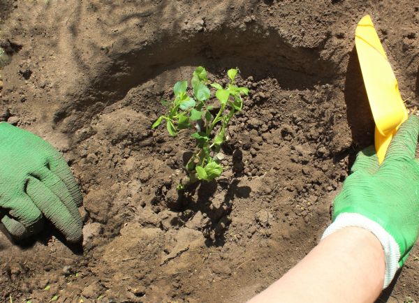 Rose Bush Planting in Lawrenceville