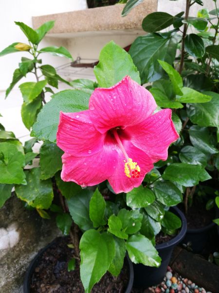 Hibiscus Planting in Lawrenceville