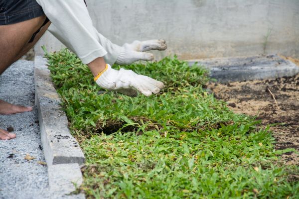 Ground Cover Planting in Lawrenceville