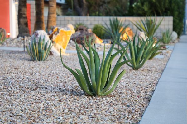 Drought Resistant Landscaping in Lawrenceville