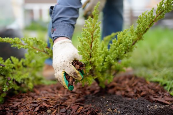 Church Mulching in Lawrenceville