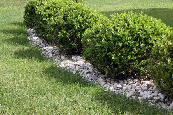 Boxwood Planting in Lawrenceville