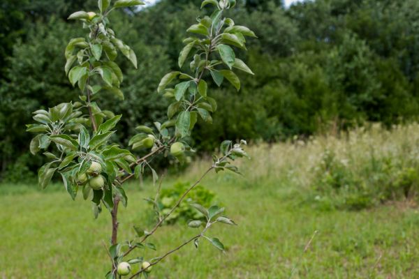 Apple Tree Planting in Lawrenceville